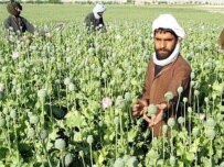 Afghanistan's opium poppies provide much of the world's heroin supply (file) (AFP)