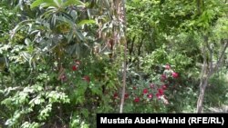 من بساتين ناحية الحسينية في كربلاء