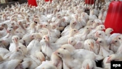 By June 30, there had been 132 cases of H7N9 bird flu reported in China and one case was found in Taiwan.