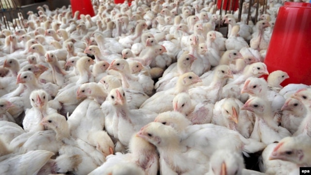 The Uzbek government plans to distribute 60,000 chickens to public-sector workers. 