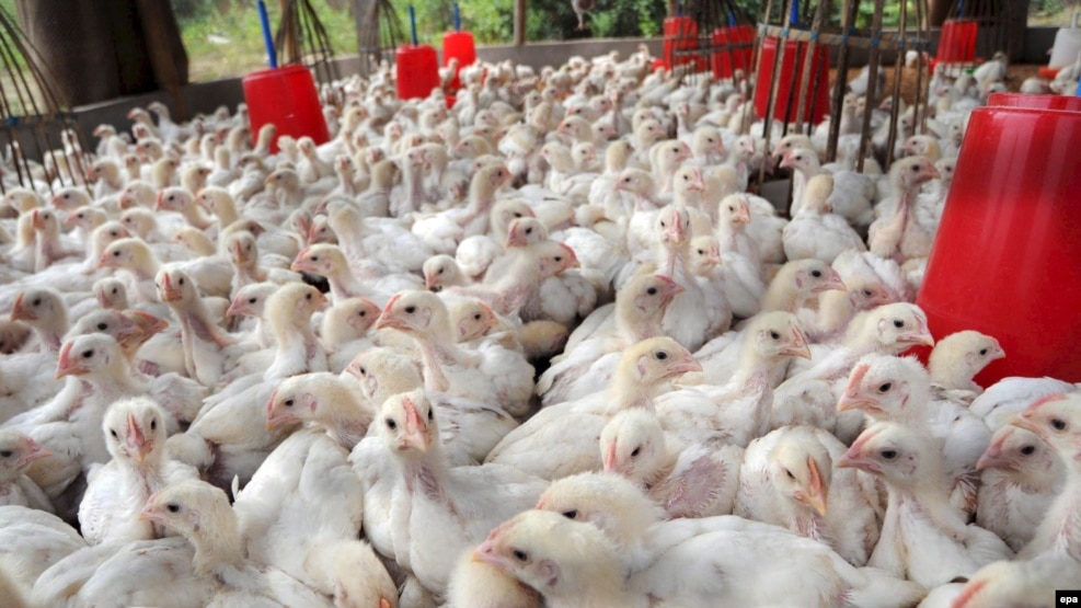 The H5N8 virus was first found on the border of Russia and Mongolia in June (file photo)