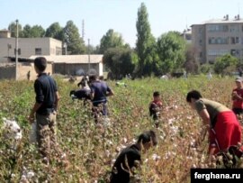 Uzbekistan - Child labor, picking cotton, 03Oct2009