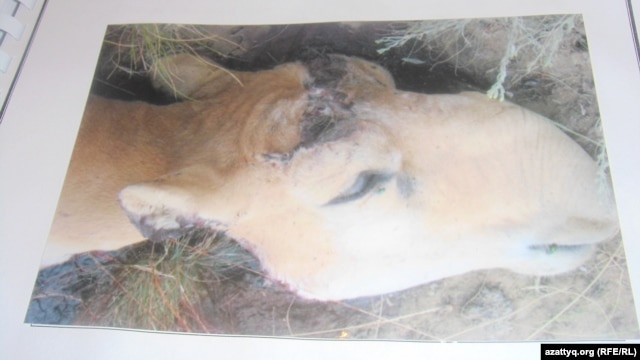 A photo of a dead saiga with its horns cut off