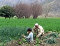 Afghan onion farmers in Konar Province (epa)