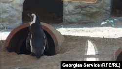 The penguin is now headed back to Tbilisi