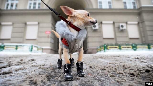 Результат обработки улиц противогололедными реагентами