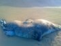 Kazakhstan – Dead seal on the Caspian sea shore. Mangystau region, 03May2011