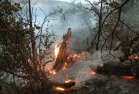 A forest fire in Iran's Golestan Province this month (Fars)