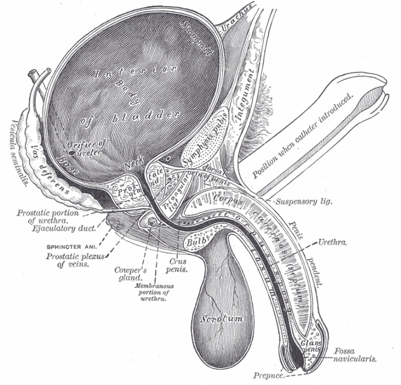 Вертикальный срез мочевого пузыря, полового члена и уретры.