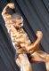 UAE -- International bodybuilding contest in Dubai, Jan2008