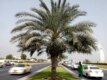 UAE -- Iranian people in Dubai shopping for Norooz ceremony, 20Mar2008