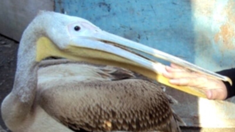 Уроженец Казахстана осужден в России за «провоз голов редких птиц»