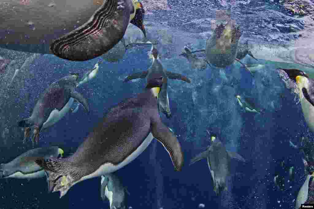 Paul Nicklen of Canada, a photographer working for "National Geographic" magazine, won first prize in the Nature Stories category with his series "Emperor Penguins." This picture shows a group of emperor penguins swimming in the Ross Sea off Antarctica.