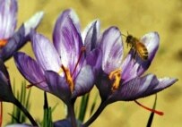 A honeybee buzzes above a saffron flower (file photo) (epa)