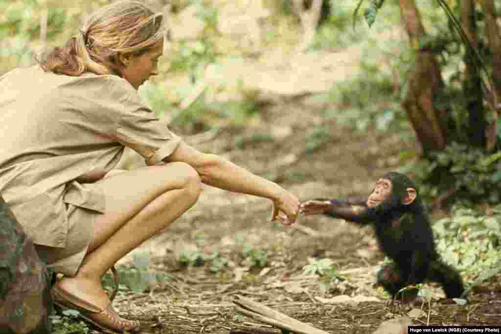 A touching moment between primatologist and "National Geographic" grantee Jane Goodall and young chimpanzee Flint at Tanzania’s Gombe Stream Reserve in 1964.