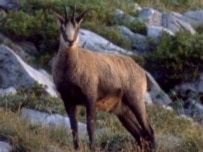 A chamois (GNU file photo)