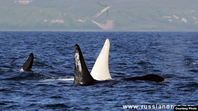 Pod with white orca, or killer whale, nicknamed "Iceberg" by Far East Russia Orca Project researchers who sighted him in waters off Kamchatka (FEROP photo by E.Lazareva)