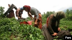 Workers on a tea farm in the north of Iran