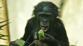 Բոնոբո կապիկ, արխիվ