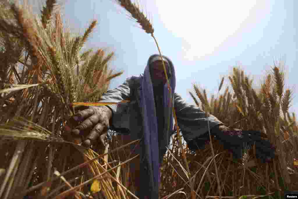 An Egyptian farmer harvests wheat in the El-Menoufia governorate, north of Cairo. Egypt's wheat crop will be close to 10 million tons this season, Agriculture Minister Salah Abdel Momen said, more than the 9.5 million tons that were forecast. (Reuters/Mohamed Abd el-Ghany)