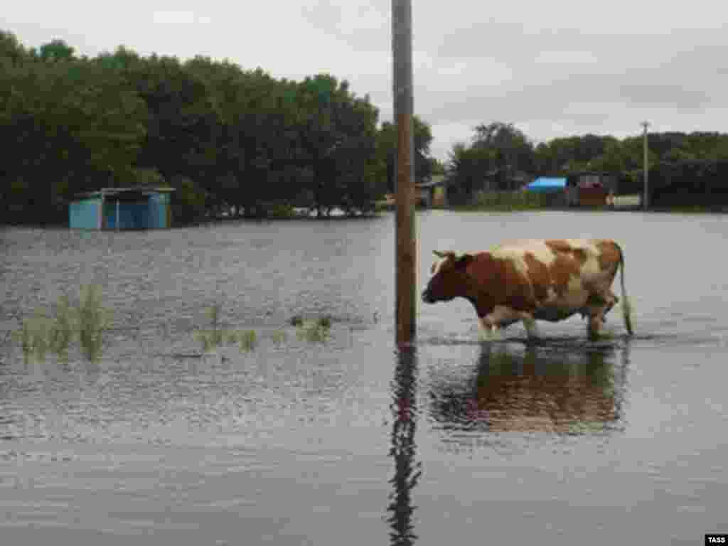 A cow wades through floodwaters in Birobidzhan, the Jewish Autonomous Oblast in Russia's Far East.