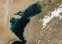The Gulf