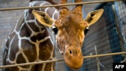 Kadyrov's comments come after a perfectly healthy young giraffe named Marius was shot dead by a Copenhagen zoo at the weekend.