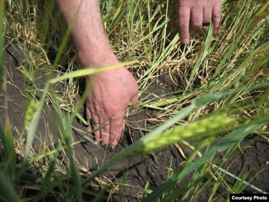 Russia is facing the worst harvest in recent memory.