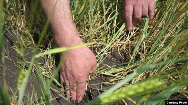 Russia is facing the worst harvest in recent memory.