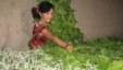Voracious eaters, a small packet of silkworm larvae can eat about 2 kilograms of mulberry leaves a day and later those same worms can munch up to 270 kilos of fresh leaves daily. (file photo)