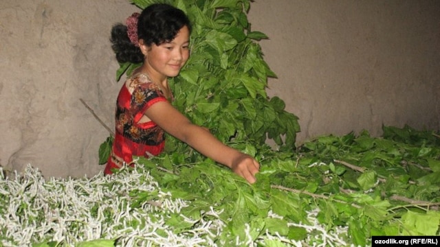 Voracious eaters, a small packet of silkworm larvae can eat about 2 kilograms of mulberry leaves a day and later those same worms can munch up to 270 kilos of fresh leaves daily. (file photo)