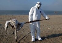 Bird flu has affected nearly every European country (epa)
