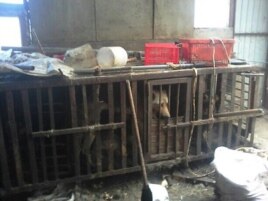 Собаки в клетках в доме Толика