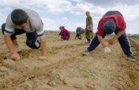Tajik laborers working on a farm in Russia's Volgograd Oblast (file photo) (ITAR-TASS)