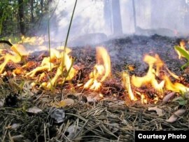 A fire burns in the woods of Russia's Republic of Tatarstan on July 28.