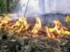 Forest Fires Kill Five In Russia