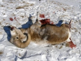 Охота на архаров в январе 2009 года закончилась трагедией