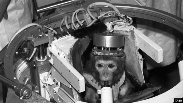 Soviet monkey Dryoma went up into space in September 1987, before being presented to Cuban leader Fidel Castro.