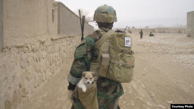 The Nowzad animal-welfare charity initially helped soldiers bring home dogs they had befriended in Afghanistan. 