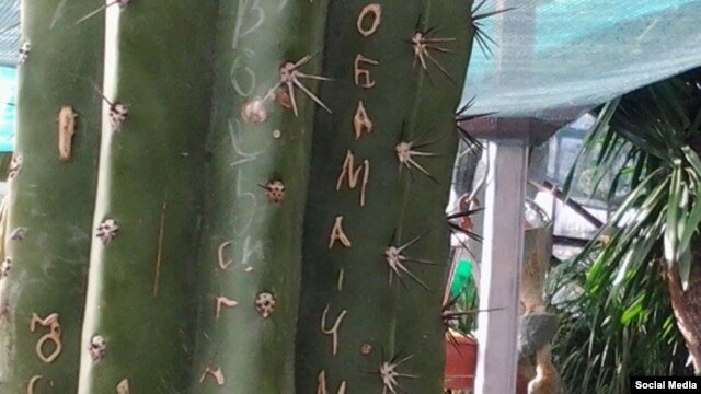 Те самые надписи, выцарапанные неизвестными на 100-летнем кактусе в Никитском ботаническом саду