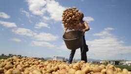 Kultivimi i patates në Kosovë