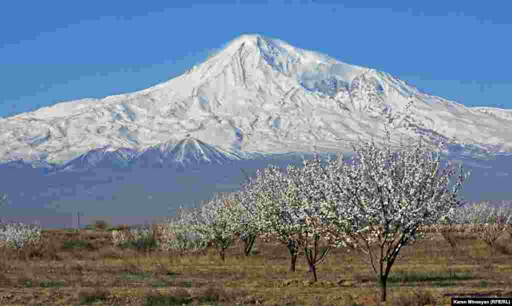 Blossoming trees in the Ararat region of Armenia. (RFE/RL/Karen Minasyan)