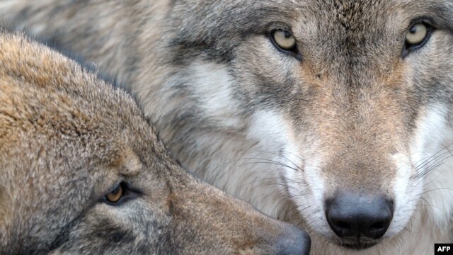 Don't MP3 them until you see the whites of their beady little Eurasian wolf eyes.