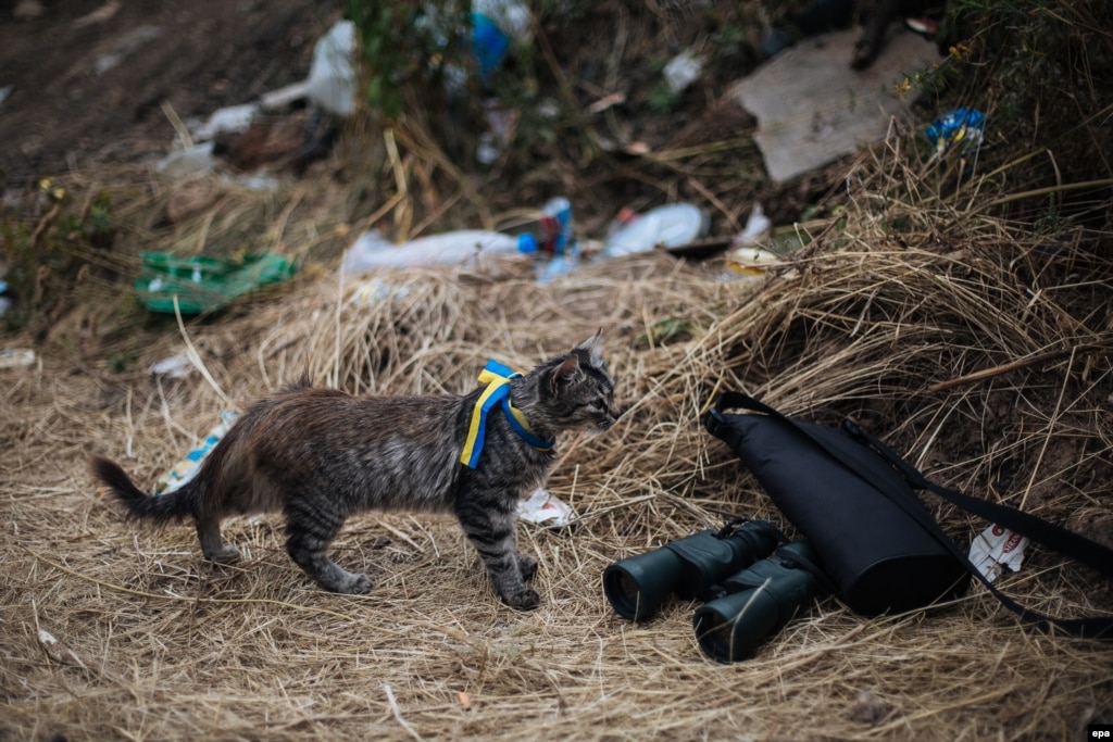 Eastern Ukraine: Animals In The Crossfire