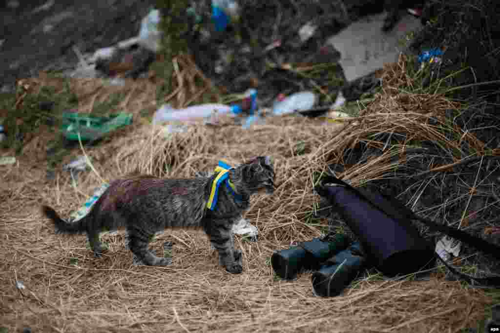 eastern-ukraine-animals-in-the-crossfire