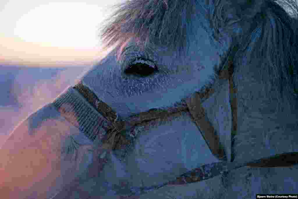 A Yakut horse at a breeders' farm close to the village of Tomtor. Raising horses is one of the main sources of income for many residents of the region.