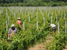 Vinogradi kompanije Agrokop, foto: CIN