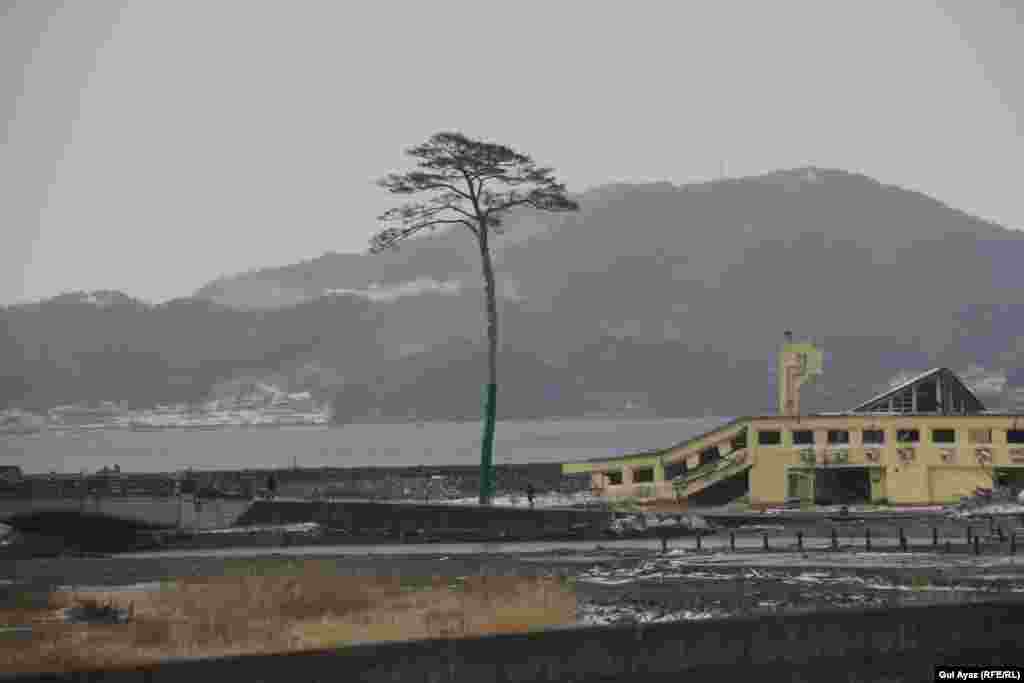 FINALIST: "Sole Survivor": A 30-meter-high palm tree was the only tree to survive the 2011 earthquake and tsunami in Takata Matsubara Forest, Japan. Before the natural disaster, the forest had boasted some 70,000 pine trees. (Photo: Gul Ayaz, RFE/RL's Radio Mashaal)