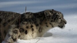 A snow leopards in the mountains of Central Asia 