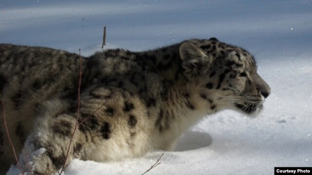 A snow leopards in the mountains of Central Asia 